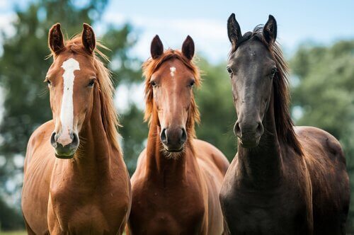 Três cavalos juntos