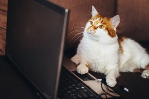 Vídeos de animais podem incentivar o tráfico ilegal