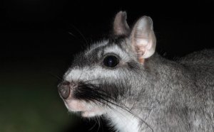 Viscacha comum: conheça esse roedor