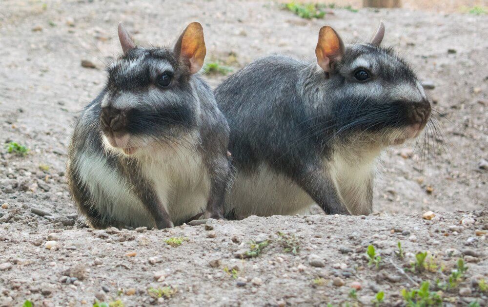casal de viscacha