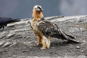 O abutre-barbudo: características e curiosidades