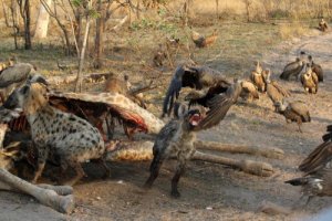 Cleptoparasitismo, exemplos e curiosidades