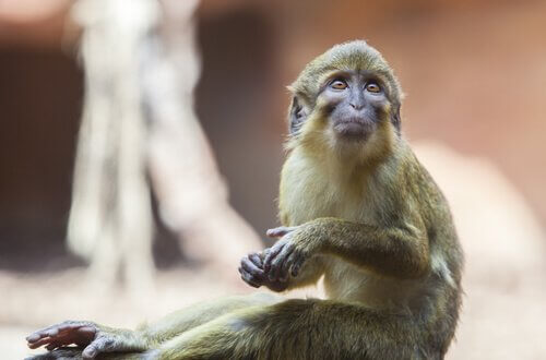 Miopithecus: características, comportamento e habitat