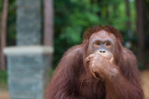 Os orangotangos reinventam o anzol