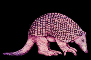 Tatu-canastra: características e distribuição