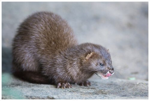 A personalidade do vison europeu