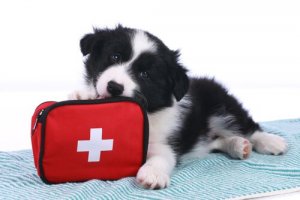 Acidentes com pets: saiba quais são os mais frequentes