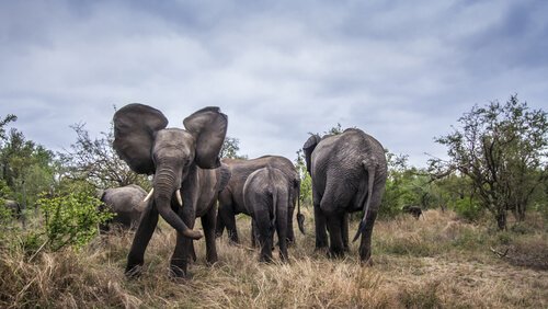 elefantes agressivos 
