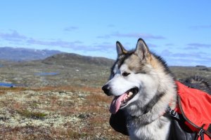 Malamute-do-alasca: origem e características