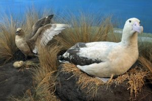 Situação atual do albatroz-de-cauda-curta