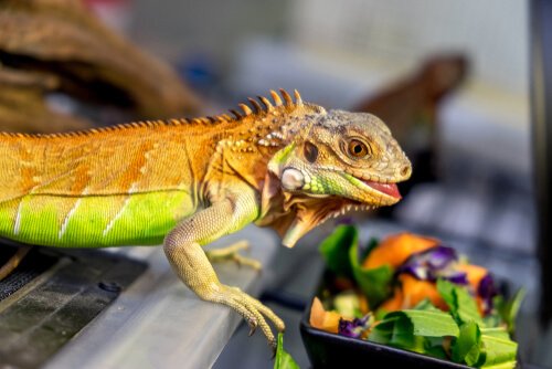 Falta de vitaminas e cálcio em iguanas