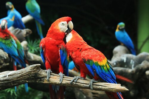 A alimentação das araras