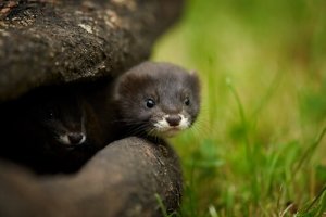 Os animais têm personalidade?