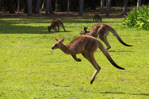 Os incríveis animais da Austrália