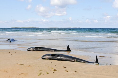 Cetáceos mortos na praia
