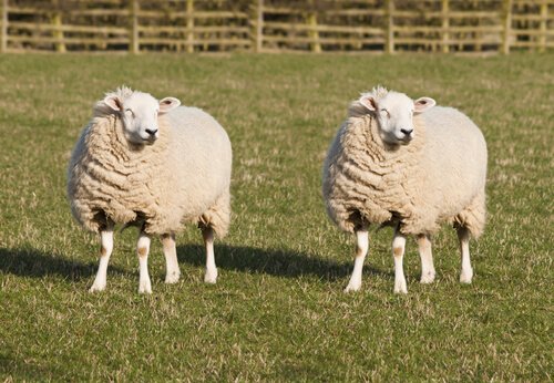Animais transgênicos: ovelhas