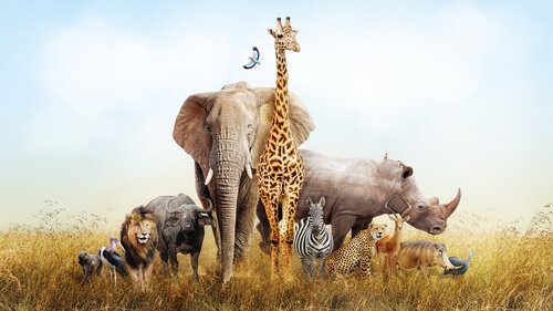 Animais da áfrica