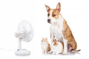 O ar condicionado e seu animal de estimação