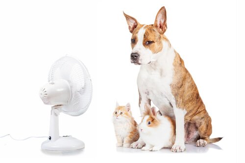 O ar condicionado e seu animal de estimação