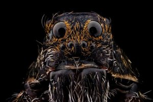 A aranha-lobo: como identificá-la