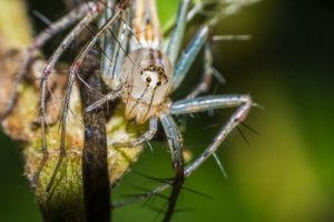 Aranhas sorridentes: comportamento e habitat