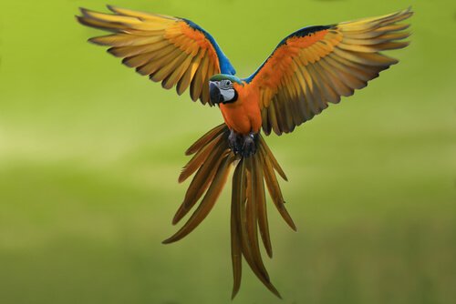 Aves como animais de estimação
