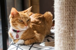 Arranhadores para gatos: por que meu gato não gosta?
