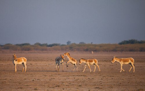 asnos selvagens asiáticos