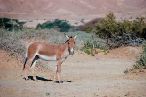 Conheça o asno selvagem asiático