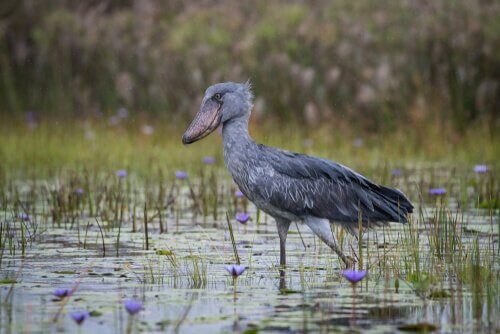 cegonha bico de sapato no lago