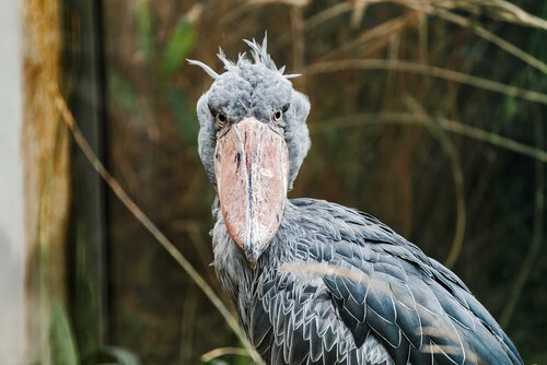 Cegonha-bico-de-sapato: comportamento e habitat - Meus Animais