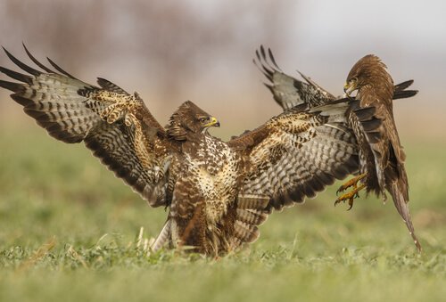 Aves brigando por alimento