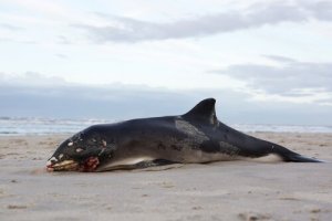 Por que as baleias mortas explodem?