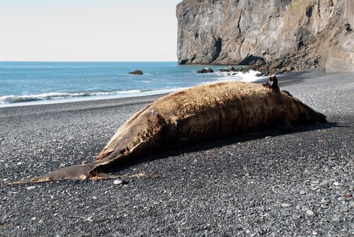 Baleia morta encalhada na praia