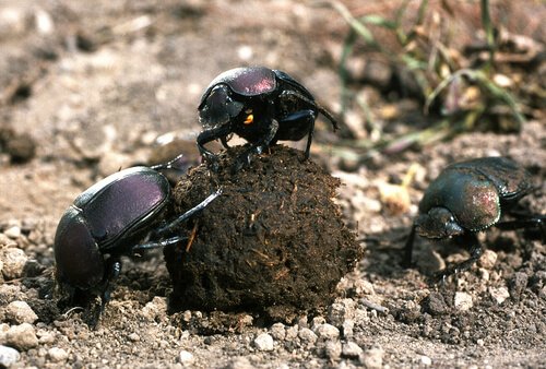 Escaravelhos com bola de estrume