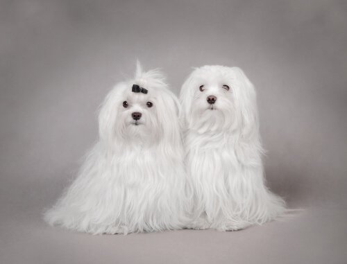 casal de Bichon maltês