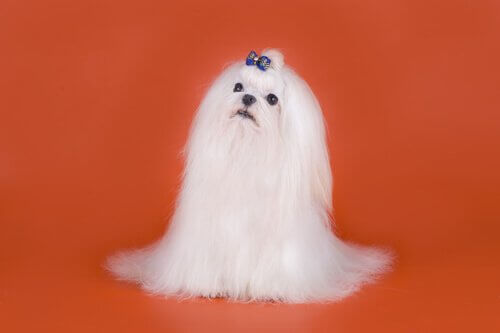 raça Bichon maltês