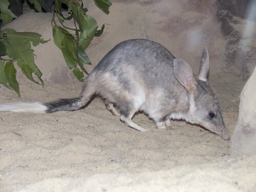 animais da australia bilby