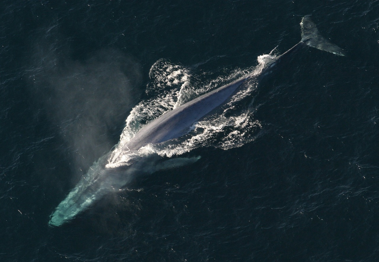 Baleia comum
