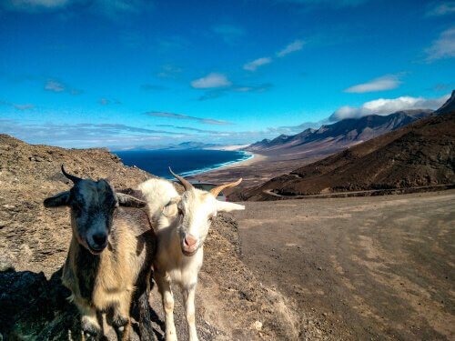 Cabras nas Ilhas Canárias