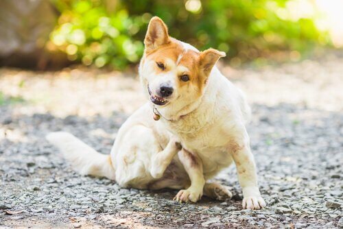 Como prevenir parasitas em cães e gatos?