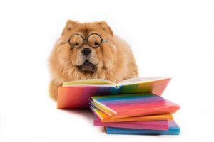 As melhores fábulas sobre cachorros