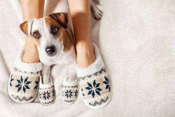 Como manter os animais de estimação aquecidos no inverno?