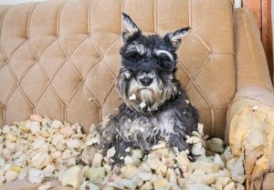 Conselhos para reduzir o estresse em cães