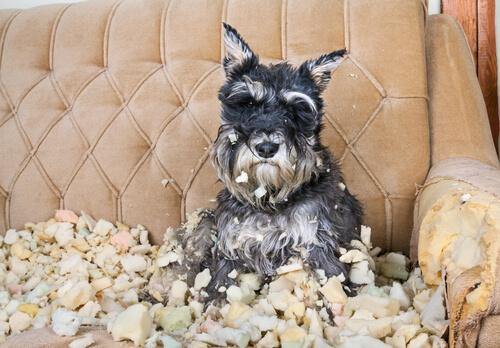 Conselhos para reduzir o estresse em cães