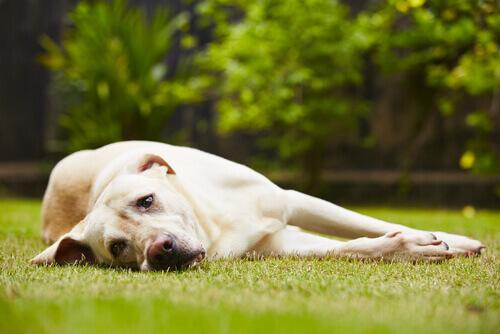 Cachorro estressado na grama