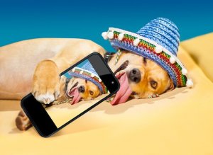 Você quer que seu cachorro fique famoso no Instagram?