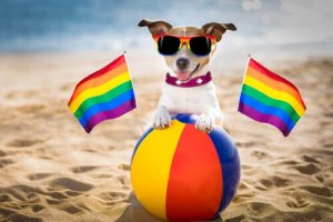 É possível que cachorros sejam homossexuais?