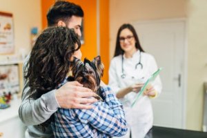 Precauções ao levar um cachorro para uma visita ao veterinário