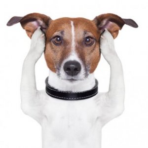 Sexto sentido em cães com surdez